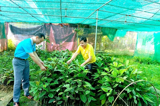 Cộng đồng phát triển cây dược liệu dưới tán rừng tự nhiên ở Tương Dương - Bài 4: Hiệu quả ‘Quỹ xoay vòng’