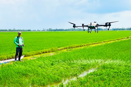 Giá lúa gạo hôm nay 2/11/2024: Giá gạo xuất khẩu cao kỷ lục