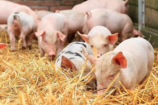 Giá lợn hơi hôm nay 3/11/2024: Dấu hiệu hồi phục tại miền Bắc