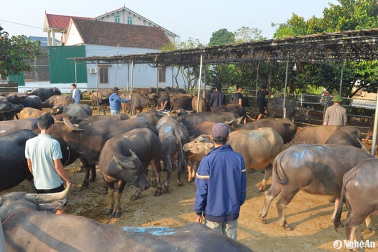 Làng buôn trâu, bò xuyên quốc gia ở Nghệ An