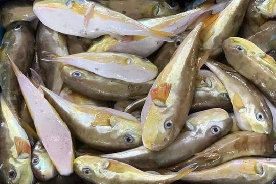 Sở Y tế Nghệ An đề nghị tăng cường phòng chống ngộ độc do cá nóc