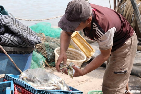 Nghệ An tăng cường tuyên truyền phòng, chống ngộ độc do cá nóc