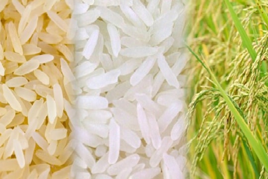 Giá lúa gạo hôm nay 5/11/2024: Giá gạo tăng nhẹ, giá lúa ổn định