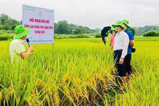 ThaiBinh Seed và giống lúa đột phá mang tên TBR97