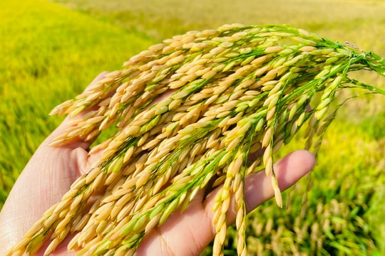 Giá lúa gạo hôm nay 6/11/2024: Giá gạo giảm nhẹ, giá lúa tăng giảm trái chiều