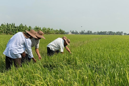 Giá lúa gạo hôm nay 7/11/2024: Giá gạo giảm 50 đồng/kg