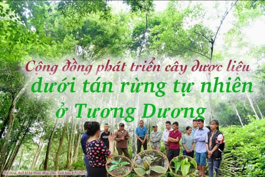 Cộng đồng phát triển cây dược liệu dưới tán rừng tự nhiên ở Tương Dương