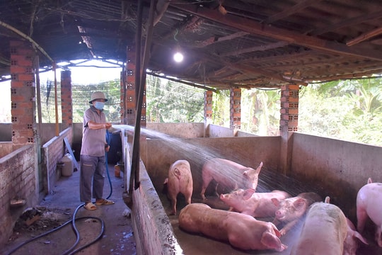 Giá lợn hơi hôm nay 11/11/2024: Duy trì ổn định
