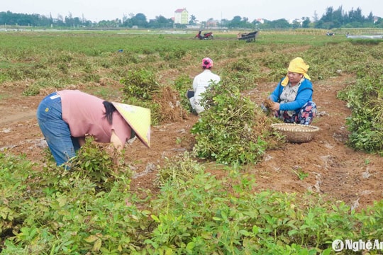 Lạc vụ đông ở Nghệ An được mùa, được giá