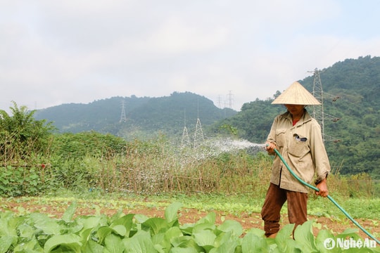 Xanh mướt vườn rau '4 không' ở Na Tổng