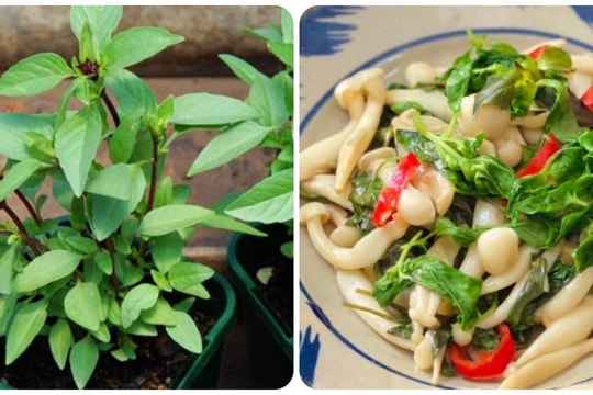 Ăn rau húng quế thường xuyên có tác dụng gì?