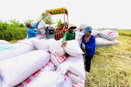 Giá lúa gạo hôm nay 11/11/2024: Giá gạo trong nước tăng 50 đồng/kg