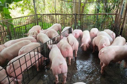Giá lợn hơi hôm nay 13/11/2024: Giảm nhẹ tại miền Nam