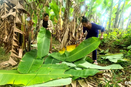 Người dân vùng cao Nghệ An mang chuối rừng về vườn nhà, cho thu nhập quanh năm