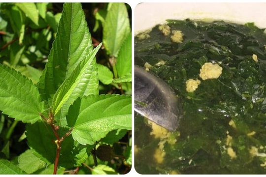 6 loại rau vừa nấu canh ăn hàng ngày vừa làm thuốc chữa bệnh