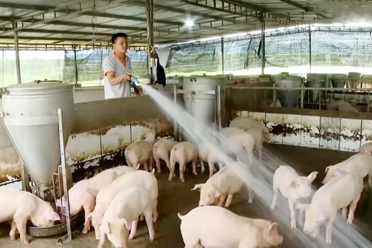 Giá lợn hơi hôm nay 15/11/2024: Miền Nam tăng nhẹ