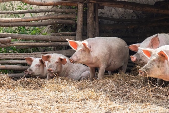 Giá lợn hơi hôm nay 14/11/2024: Giảm nhẹ tại các khu vực miền Bắc và miền Trung
