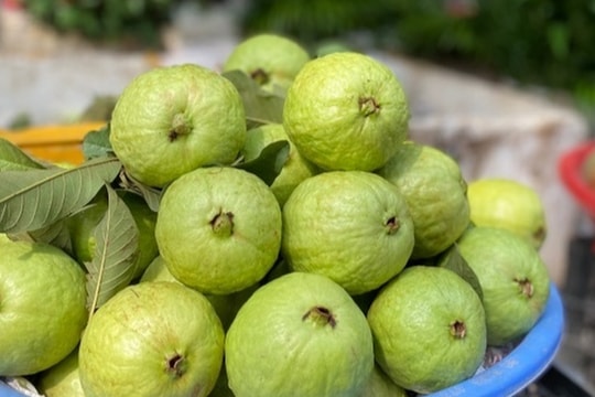 Ăn ổi có bị táo bón không?