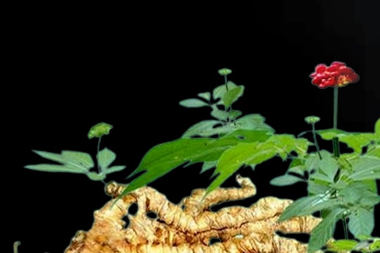 Phát hiện nhiều cây sâm quý Puxailaileng trong tự nhiên