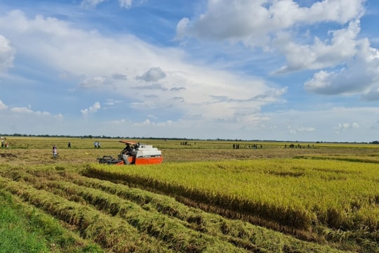 Giá lúa gạo hôm nay 19/11/2024: Giá lúa gạo trong nước và xuất khẩu ổn định