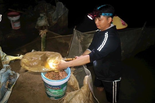 Nông dân Nghệ An thức đêm 'săn' rươi trên ruộng