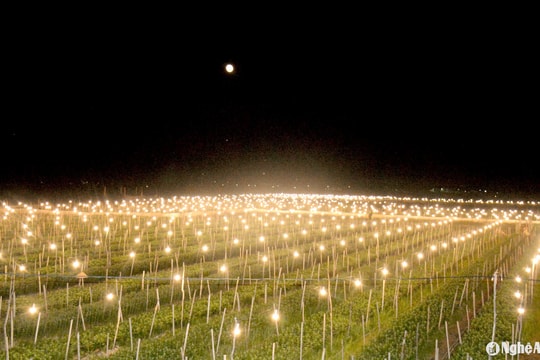 Nông dân Nghệ An chong đèn thâu đêm chăm sóc vườn hoa Tết