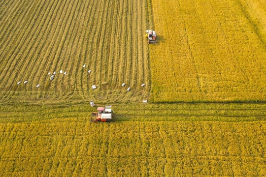 Giá lúa gạo hôm nay 16/11/2024: Giá gạo trong nước tăng nhẹ