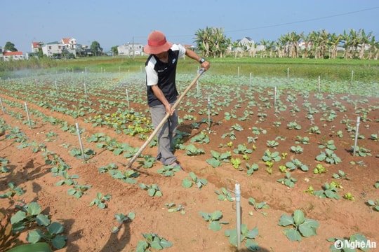 Nông dân Nghệ An bám đồng chăm sóc cây trồng vụ Đông