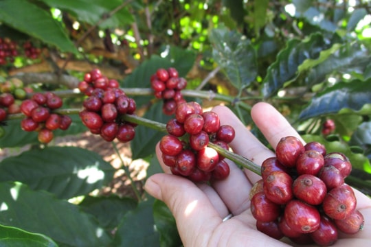 Giá cà phê hôm nay 18/11/2024: Tăng hơn 6,000 đồng/kg tuần qua