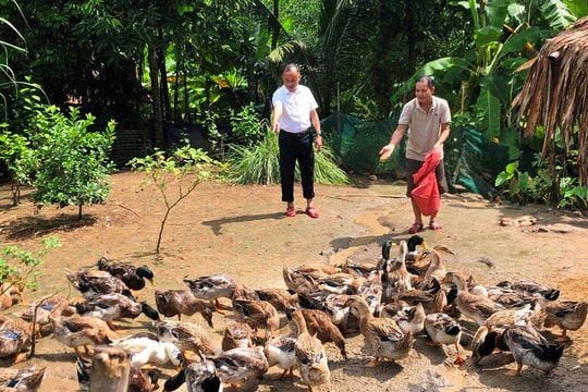 Tiếp sức thoát nghèo từ mô hình nuôi vịt bầu Quỳ thương phẩm ở Con Cuông