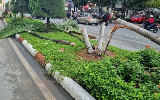 Truy tố phó giám đốc thuê người cắt 9 cây cau