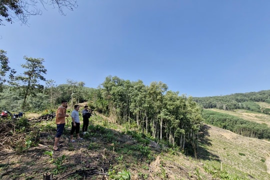 Âm ỉ việc tranh chấp đất rừng trên núi Cắm, xã Châu Hội (Quỳ Châu)