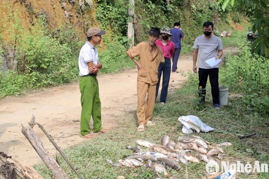 Ao cá ở Nghệ An đổi màu, hơn 1,3 tấn cá chết nghi do bị đầu độc