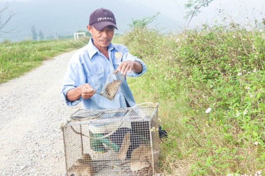 ‘Cao thủ’ bẫy chuột đồng ở Nghệ An