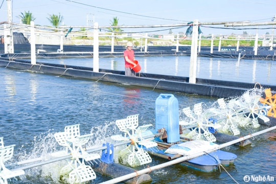 Vì sao lãi cao, các hộ nuôi tôm ở Nghệ An vẫn để trống ao vào vụ Đông?