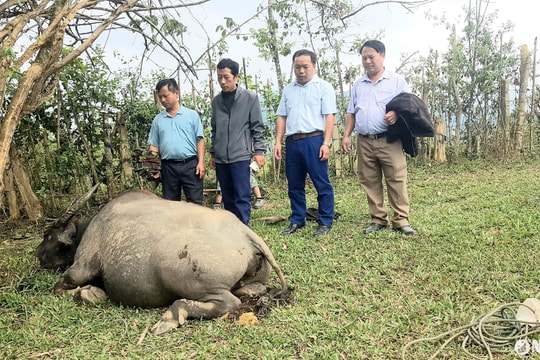 Xuất hiện bệnh 'ung khí thán' làm chết hàng chục con trâu, bò ở xã rẻo cao Huồi Tụ (Kỳ Sơn)