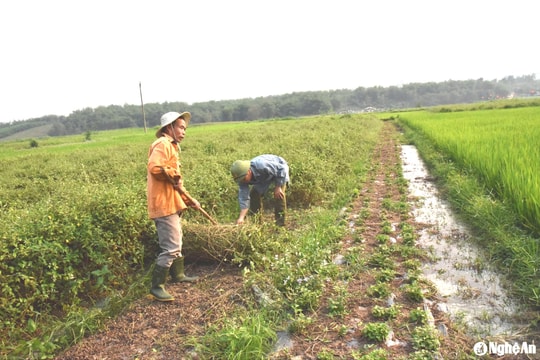 Nghệ An nỗ lực nâng cao hiệu quả vốn hỗ trợ liên kết sản xuất nông, lâm nghiệp miền núi
