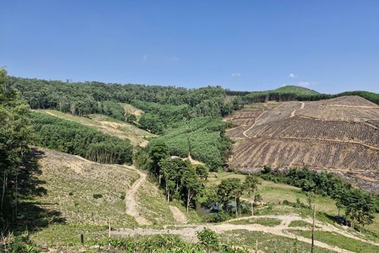 Tranh chấp đất rừng vẫn âm ỉ trên núi Cắm