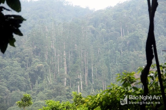 Nghệ An triển khai Quy hoạch lâm nghiệp quốc gia thời kỳ 2021-2030