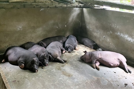 Giá lợn hơi hôm nay 28/11/2024: Đồng loạt tăng 1.000 đồng/kg