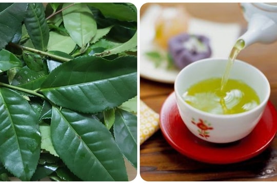 Uống nước chè tươi có tốt cho sức khoẻ?
