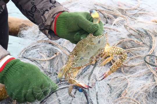 Chộn rộn mùa săn ghẹ biển ở Cửa Lò