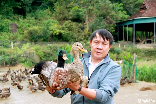 Anh nông dân vùng cao xứ Nghệ nuôi vịt bầu Quỳ cổ ngắn không đủ bán