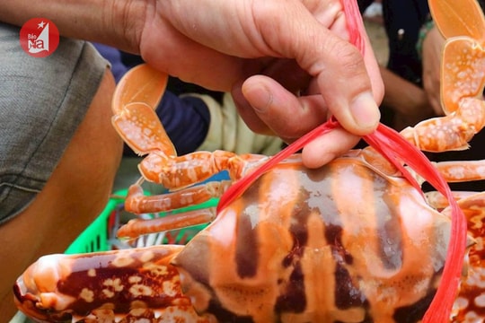 Hàng chục tàu thuyền vào mùa săn ghẹ biển ở Cửa Lò