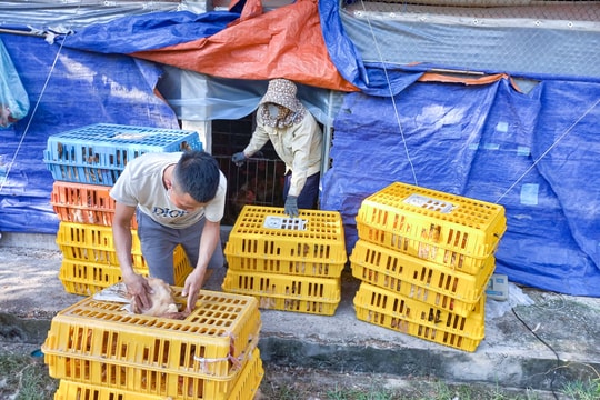 Nông dân Nghệ An chuẩn bị nông sản phục vụ thị trường cuối năm