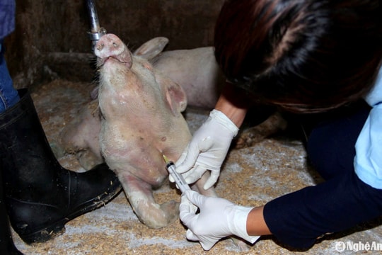 Vì sao tỷ lệ tiêm vắc-xin phòng dịch tả lợn châu Phi tại Nghệ An đạt thấp?