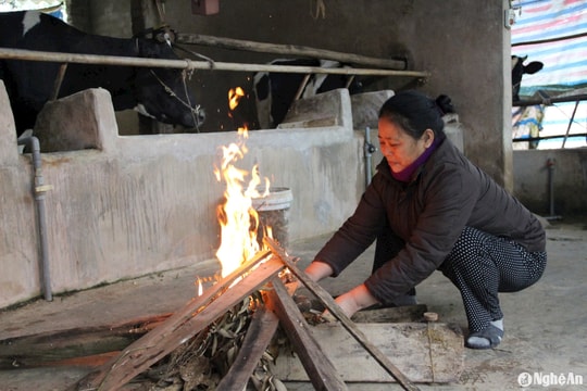 Vùng cao Nghệ An chủ động chống đói, rét cho vật nuôi