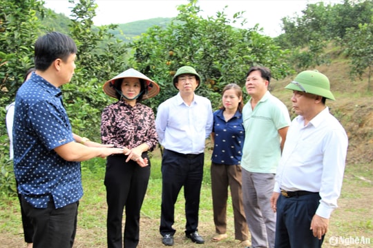 Phó Chủ tịch UBND tỉnh Nguyễn Văn Đệ kiểm tra mô hình trồng cam hữu cơ tại huyện Thanh Chương