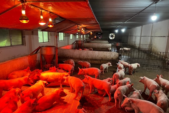 Giá lợn hơi hôm nay 4/12/2024: Tăng nhẹ 1.000 đồng/kg