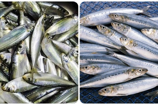 5 loại cá giàu Omega-3 bạn nên ăn thường xuyên